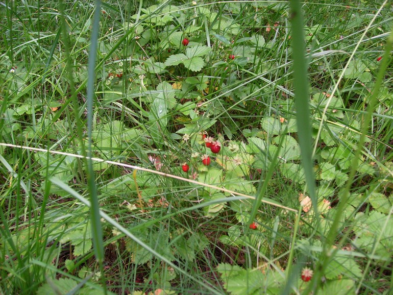 S7309717.JPG